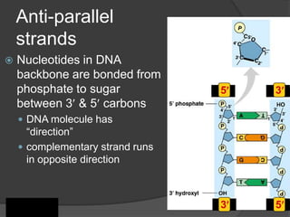 Anti-parallel
    strands
   Nucleotides in DNA
    backbone are bonded from
    phosphate to sugar            5   3
    between 3 & 5 carbons
     DNA molecule has
      “direction”
     complementary strand runs
      in opposite direction



                                  3   5
 