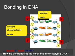 Bonding in DNA
                           hydrogen

                           bonds
                    5                       3

   covalent
   phosphodiester

   bonds


                    3
                                            5


….strong or weak bonds?
How do the bonds fit the mechanism for copying DNA?
 