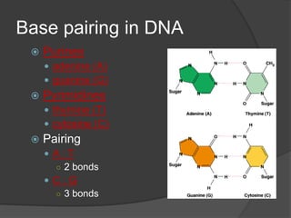 Base pairing in DNA
    Purines
      adenine (A)
      guanine (G)
    Pyrimidines
      thymine (T)
      cytosine (C)
    Pairing
      A:T
       ○ 2 bonds
     C:G
       ○ 3 bonds
 