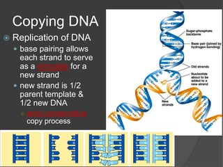 Copying DNA
   Replication of DNA
     base pairing allows
      each strand to serve
      as a template for a
      new strand
     new strand is 1/2
      parent template &
      1/2 new DNA
      ○ semi-conservative
       copy process
 