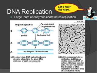 Let’s meet
                                     the team…
DNA Replication
    Large team of enzymes coordinates replication
 