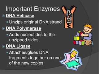 Important Enzymes
 DNA Helicase
   Unzips original DNA strand
 DNA Polymerase
   Adds nucleotides to the
    unzipped sides
 DNA Ligase
   Attaches/glues DNA
    fragments together on one
    of the new copies
 