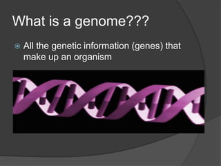 What is a genome???
   All the genetic information (genes) that
    make up an organism
 