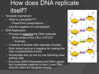 How does DNA replicate
       itself?
   Template mechanism
     What is a template???
      ○ PowerPoint presentations….
     Like the negative of a photograph
   DNA Replication
     Process of copying the DNA molecule
      ○ What phase of the CELL CYCLE?
           S-phase….
     2 strands of double helix separate (Unzips)
     Each strand acts as a negative for making the
      new complementary strand
     Nucleotides line up one by one following base
      pairing rules
     Enzymes (DNA Polymerase and DNA Ligase)
      link nucleotides together to form 2 new DNA
      strands called the daughter strands
 