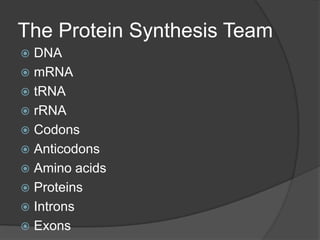 The Protein Synthesis Team
 DNA
 mRNA
 tRNA
 rRNA
 Codons
 Anticodons
 Amino acids
 Proteins
 Introns
 Exons
 