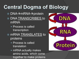  DNAmRNAprotein
 DNA TRANSCRIBES to
  mRNA
     Process is called
     transcription
   mRNA TRANSLATES to
    proteins
     Process is called
      translation
     mRNA actually makes
      amino acids, which come
      together to make proteins
 
