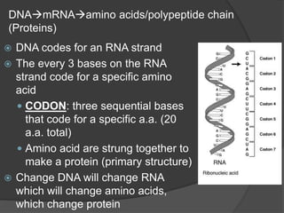 DNAmRNAamino acids/polypeptide chain
(Proteins)
 DNA codes for an RNA strand
 The every 3 bases on the RNA
  strand code for a specific amino
  acid
   CODON: three sequential bases
    that code for a specific a.a. (20
    a.a. total)
   Amino acid are strung together to
    make a protein (primary structure)
 Change DNA will change RNA
  which will change amino acids,
  which change protein
 