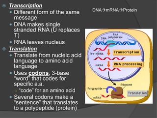    Transcription
                                    DNAmRNAProtein
     Different form of the same
      message
     DNA makes single
      stranded RNA (U replaces
      T)
     RNA leaves nucleus
   Translation
     Translate from nucleic acid
      language to amino acid
      language
     Uses codons, 3-base
      “word” that codes for
      specific a.a.
      ○ “code” for an amino acid
     Several codons make a
      “sentence” that translates
      to a polypeptide (protein)
 