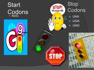 Start    Stop
Codons   Codons
 AUG     UAA
          UGA
          UAG
 