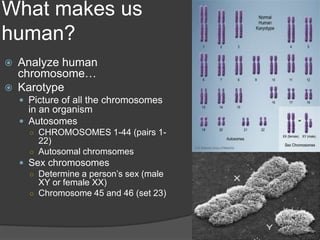 What makes us
human?
   Analyze human
    chromosome…
   Karotype
     Picture of all the chromosomes
      in an organism
     Autosomes
      ○ CHROMOSOMES 1-44 (pairs 1-
        22)
      ○ Autosomal chromsomes
     Sex chromosomes
      ○ Determine a person’s sex (male
        XY or female XX)
      ○ Chromosome 45 and 46 (set 23)
 