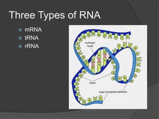 Three Types of RNA
    mRNA
    tRNA
    rRNA
 
