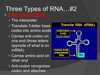 Three Types of RNA…#2
   tRNA (transfer RNA)
     The interpreter
     Translate 3-letter base
      codes into amino acids
     Carries anti-codon on
      one end (three letters
      opposite of what is on
      mRNA)
     Carries amino acid on
      other end
     Anti-codon recognizes
      codon and attaches
 