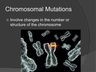 Chromosomal Mutations
   Involve changes in the number or
    structure of the chromosome
 