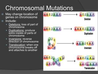 Chromosomal Mutations
   May change location of
    genes on chromosome
   Include:
     Deletions: loss of part of
      chromosome
     Duplications: produce
      extra copies of parts of
      chromosome
     Inversions: reverse
      direction of chromosome
     Translocation: when one
      chromosome breaks off
      and attaches to another
 