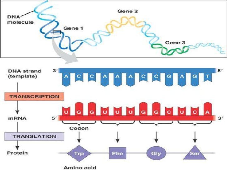 Human dna replication, protein synthesis, mutations