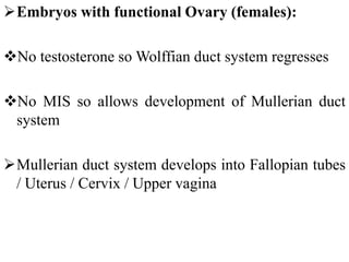 Embryos with functional Ovary (females):
No testosterone so Wolffian duct system regresses
No MIS so allows development of Mullerian duct
system
Mullerian duct system develops into Fallopian tubes
/ Uterus / Cervix / Upper vagina
 