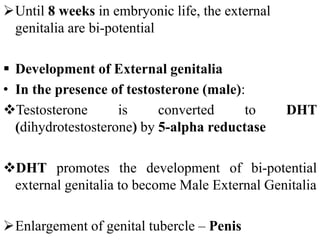 Until 8 weeks in embryonic life, the external
genitalia are bi-potential
 Development of External genitalia
• In the presence of testosterone (male):
Testosterone is converted to DHT
(dihydrotestosterone) by 5-alpha reductase
DHT promotes the development of bi-potential
external genitalia to become Male External Genitalia
Enlargement of genital tubercle – Penis
 