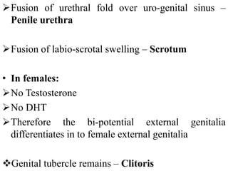 Fusion of urethral fold over uro-genital sinus –
Penile urethra
Fusion of labio-scrotal swelling – Scrotum
• In females:
No Testosterone
No DHT
Therefore the bi-potential external genitalia
differentiates in to female external genitalia
Genital tubercle remains – Clitoris
 
