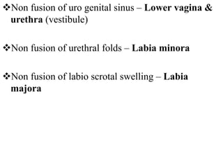 Non fusion of uro genital sinus – Lower vagina &
urethra (vestibule)
Non fusion of urethral folds – Labia minora
Non fusion of labio scrotal swelling – Labia
majora
 