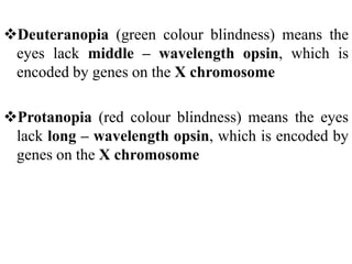 Deuteranopia (green colour blindness) means the
eyes lack middle – wavelength opsin, which is
encoded by genes on the X chromosome
Protanopia (red colour blindness) means the eyes
lack long – wavelength opsin, which is encoded by
genes on the X chromosome
 