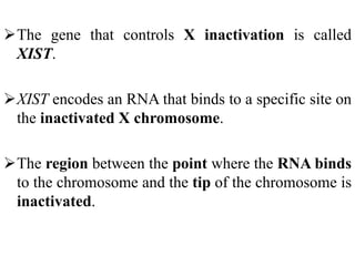The gene that controls X inactivation is called
XIST.
XIST encodes an RNA that binds to a specific site on
the inactivated X chromosome.
The region between the point where the RNA binds
to the chromosome and the tip of the chromosome is
inactivated.
 