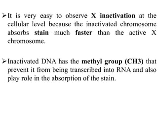 It is very easy to observe X inactivation at the
cellular level because the inactivated chromosome
absorbs stain much faster than the active X
chromosome.
Inactivated DNA has the methyl group (CH3) that
prevent it from being transcribed into RNA and also
play role in the absorption of the stain.
 