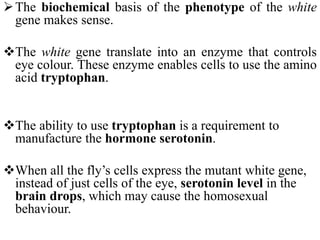 The biochemical basis of the phenotype of the white
gene makes sense.
The white gene translate into an enzyme that controls
eye colour. These enzyme enables cells to use the amino
acid tryptophan.
The ability to use tryptophan is a requirement to
manufacture the hormone serotonin.
When all the fly’s cells express the mutant white gene,
instead of just cells of the eye, serotonin level in the
brain drops, which may cause the homosexual
behaviour.
 