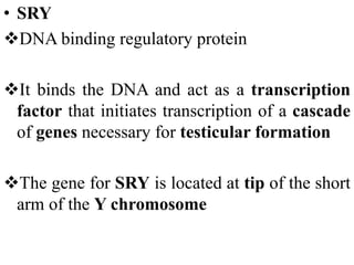 • SRY
DNA binding regulatory protein
It binds the DNA and act as a transcription
factor that initiates transcription of a cascade
of genes necessary for testicular formation
The gene for SRY is located at tip of the short
arm of the Y chromosome
 