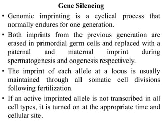 Gene Silencing
• Genomic imprinting is a cyclical process that
normally endures for one generation.
• Both imprints from the previous generation are
erased in primordial germ cells and replaced with a
paternal and maternal imprint during
spermatogenesis and oogenesis respectively.
• The imprint of each allele at a locus is usually
maintained through all somatic cell divisions
following fertilization.
• If an active imprinted allele is not transcribed in all
cell types, it is turned on at the appropriate time and
cellular site.
 