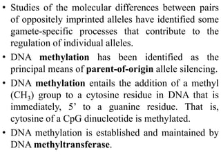 • Studies of the molecular differences between pairs
of oppositely imprinted alleles have identified some
gamete-specific processes that contribute to the
regulation of individual alleles.
• DNA methylation has been identified as the
principal means of parent-of-origin allele silencing.
• DNA methylation entails the addition of a methyl
(CH3) group to a cytosine residue in DNA that is
immediately, 5’ to a guanine residue. That is,
cytosine of a CpG dinucleotide is methylated.
• DNA methylation is established and maintained by
DNA methyltransferase.
 