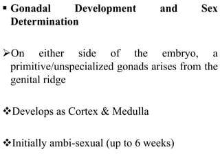  Gonadal Development and Sex
Determination
On either side of the embryo, a
primitive/unspecialized gonads arises from the
genital ridge
Develops as Cortex & Medulla
Initially ambi-sexual (up to 6 weeks)
 