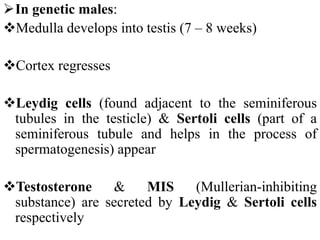 In genetic males:
Medulla develops into testis (7 – 8 weeks)
Cortex regresses
Leydig cells (found adjacent to the seminiferous
tubules in the testicle) & Sertoli cells (part of a
seminiferous tubule and helps in the process of
spermatogenesis) appear
Testosterone & MIS (Mullerian-inhibiting
substance) are secreted by Leydig & Sertoli cells
respectively
 