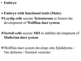 • Embryo
Embryo with functional testis (Male):
Leydig cells secrete Testosterone to fosters the
development of Wolffian duct system
Sertoli cells secrete MIS to inhibits development of
Mullerian duct system
Wolffian duct system develops into Epididymis /
Vas deferens / Seminal vessicles
 