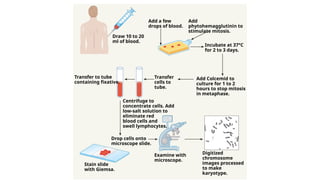 Add a few
drops of blood.
Add
phytohemagglutinin to
stimulate mitosis.
Draw 10 to 20
ml of blood.
Incubate at 37°C
for 2 to 3 days.
Transfer to tube
containing fixative.
Transfer
cells to
tube.
Add Colcemid to
culture for 1 to 2
hours to stop mitosis
in metaphase.
Centrifuge to
concentrate cells. Add
low-salt solution to
eliminate red
blood cells and
swell lymphocytes.
Drop cells onto
microscope slide.
Examine with
microscope.
Digitized
chromosome
images processed
to make
karyotype.
Stain slide
with Giemsa.
 