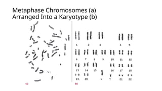 Metaphase Chromosomes (a)
Arranged Into a Karyotype (b)
 