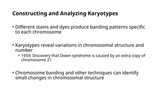 Constructing and Analyzing Karyotypes
• Different stains and dyes produce banding patterns specific
to each chromosome
• Karyotypes reveal variations in chromosomal structure and
number
• 1959: Discovery that Down syndrome is caused by an extra copy of
chromosome 21
• Chromosome banding and other techniques can identify
small changes in chromosomal structure
 