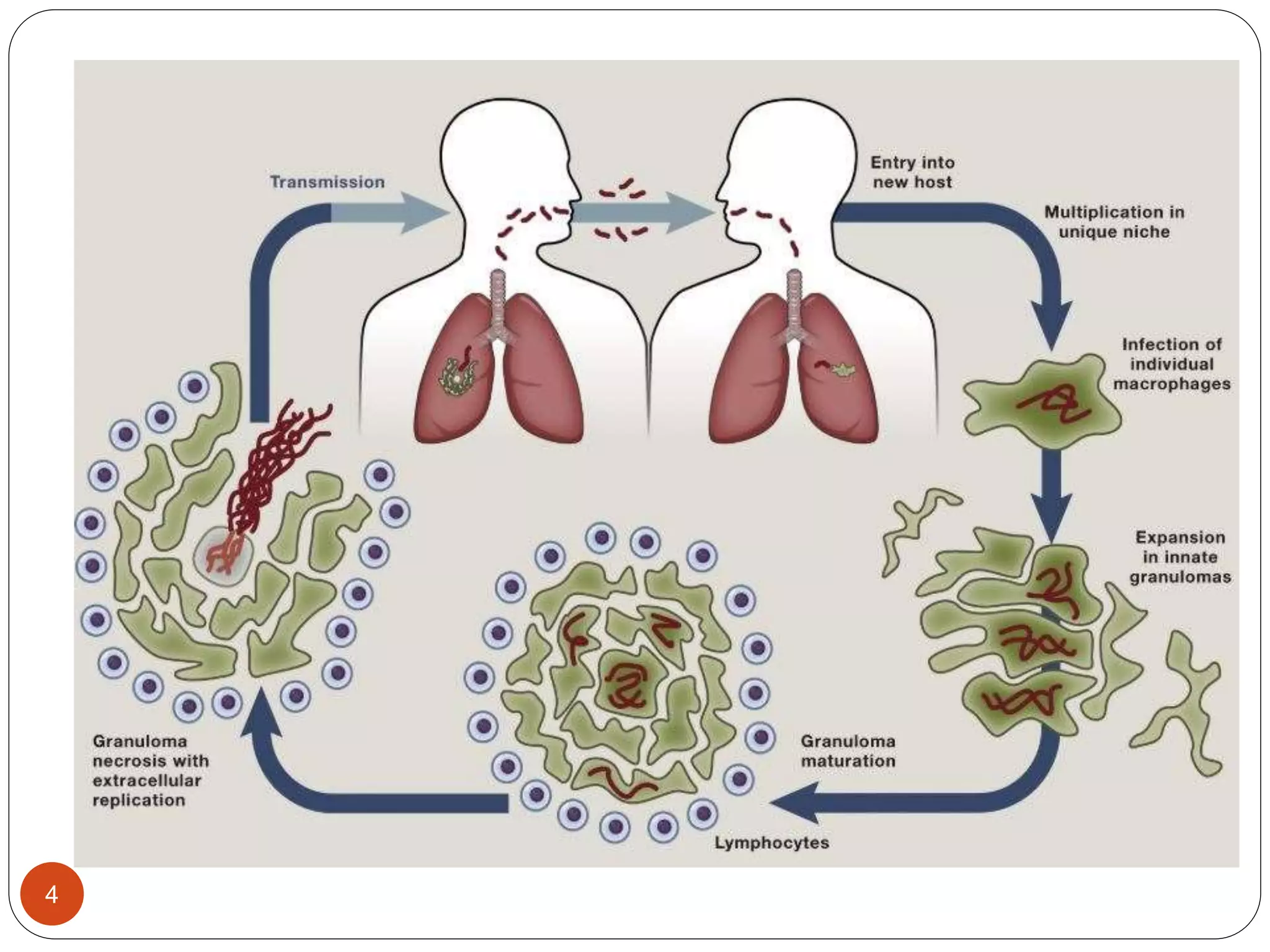 Lab Genetics Tuberculosis Human genetics of tuberculosis | PPTX