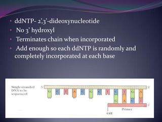 • ddNTP- 2’,3’-dideoxynucleotide
• No 3’ hydroxyl
• Terminates chain when incorporated
• Add enough so each ddNTP is randomly and
  completely incorporated at each base
 