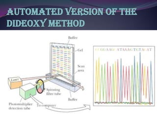 Automated Version of the
Dideoxy Method
 