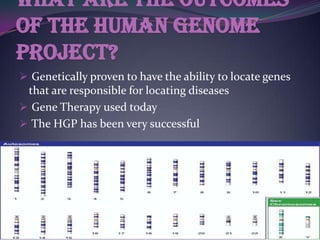 What are the outcomes
of The human Genome
Project?
 Genetically proven to have the ability to locate genes
 that are responsible for locating diseases
 Gene Therapy used today
 The HGP has been very successful
 