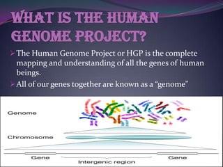 What is the Human
Genome Project?
 The Human Genome Project or HGP is the complete
  mapping and understanding of all the genes of human
  beings.
 All of our genes together are known as a “genome”
 