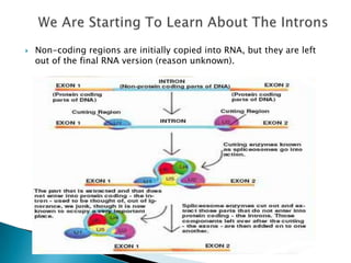 Human Genome | PPTX