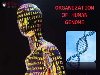 ORGANIZATION
OF HUMAN
GENOME
 
