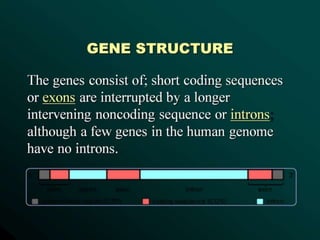 HUMAN GENOME.pptx