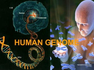 HUMAN GENOME
 