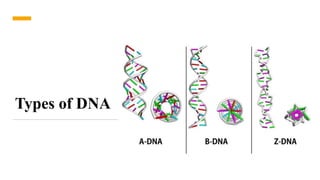 Genome Types. Examples Human Genome presentation.pptx