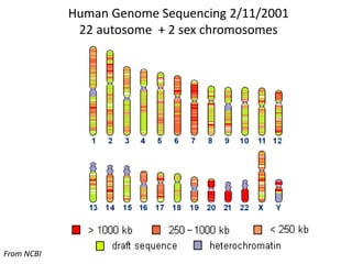 Human Genome Sequencing 2/11/2001 
22 autosome + 2 sex chromosomes 
From NCBI 
 