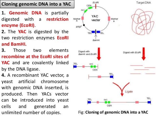 Human genome project