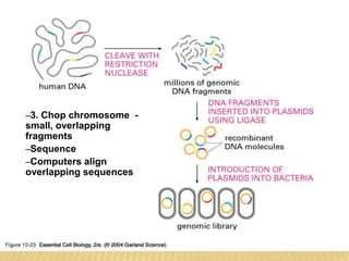 HUMAN GENOME PROJECT – APPROACH USED
 Concept
 Produce ever more detailed maps of chromosomes
 1. Genetic linkage map (low resolution)
 Relative order & spacing of disease linked genes (not physical
map)
 2. Combine with STS/EST (sequence tag site/
expressed sequence tag) maps
 Position of unique DNA sequences (physical map)
 Linkage data to disease genes
 Pain stakingly slow, but links to useful disease
information
 Alternatively SHOTGUN sequencing
–3. Chop chromosome -
small, overlapping
fragments
–Sequence
–Computers align
overlapping sequences
 