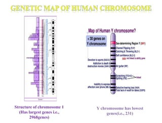 Structure of chromosome 1
(Has largest genes i.e.,
2968genes)
Y chromosome has lowest
genes(i.e., 231)
 